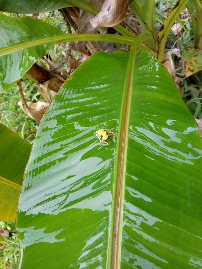 Hotel Rio Celeste Finca L' Etoile Celeste El Achiote 외부 사진